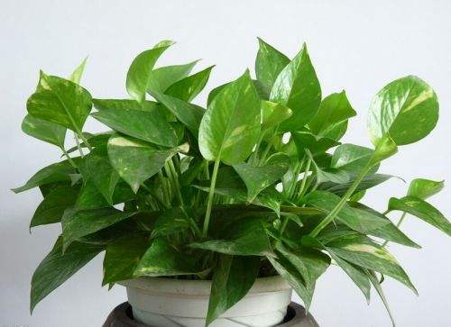 辦公室綠色植物